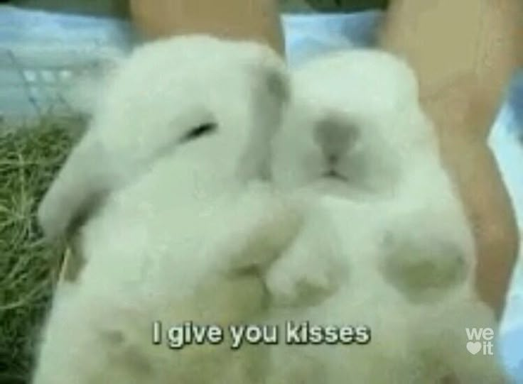 two white rabbits sitting next to each other on top of a bed with the caption i give you kisses