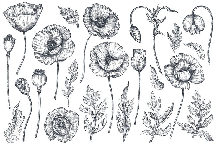 an ink drawing of flowers and leaves