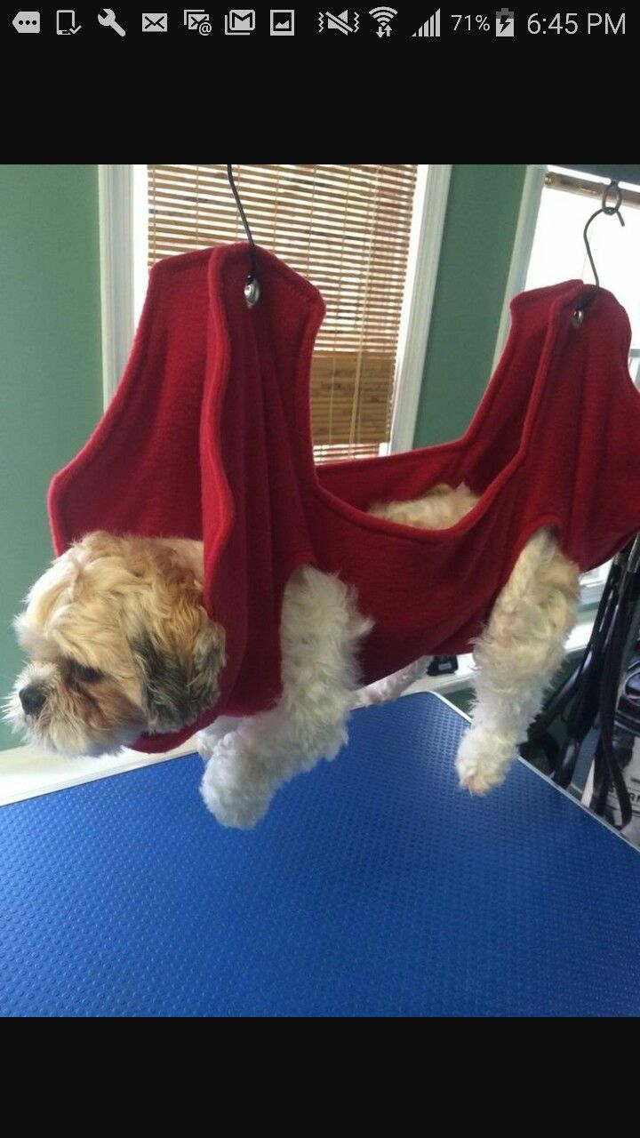 a small dog hanging upside down on a table