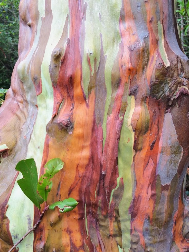 the trunk of a rainbow colored tree with green leaves on it's sides and brown bark