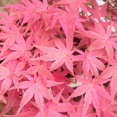 some pink leaves that are on the ground