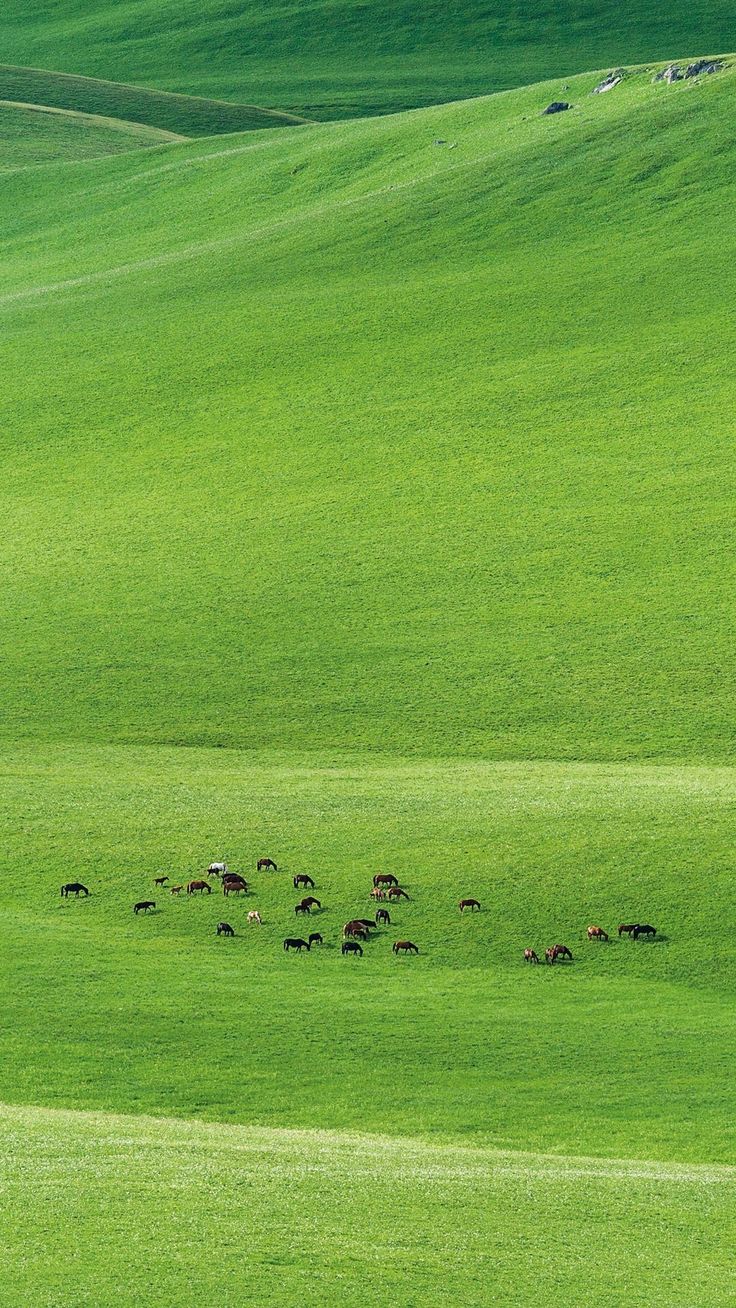 a herd of wild animals grazing on a lush green field in the middle of nowhere