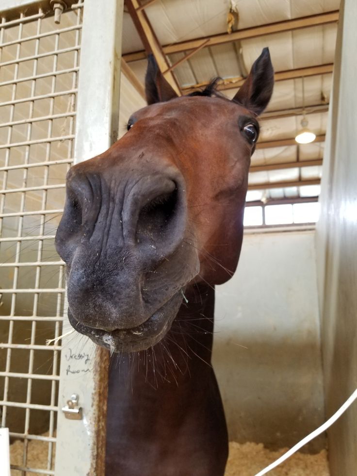 a brown horse standing next to a metal cage