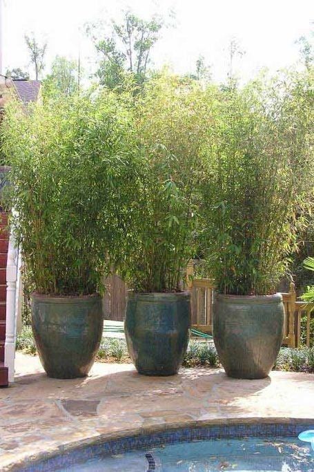 three large planters sitting next to a swimming pool