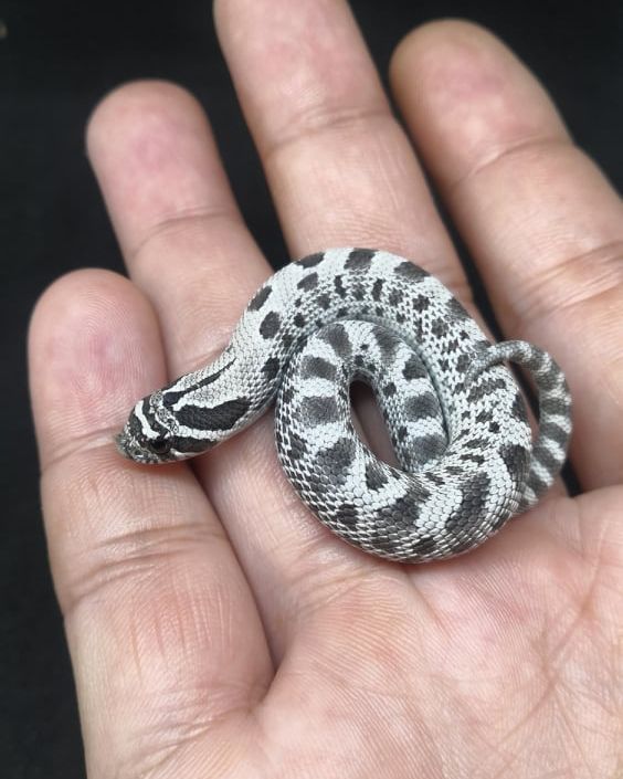 a hand holding a small snake in it's palm