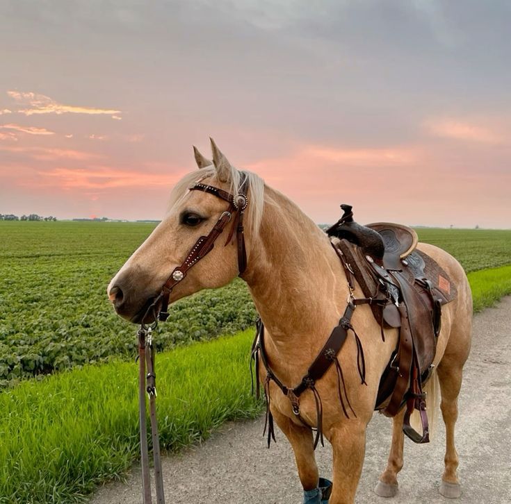 a horse is tied to a post on the side of a road near a field