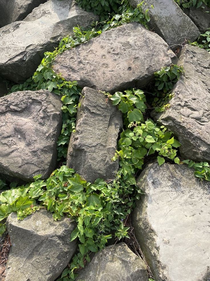 some rocks and plants growing around them