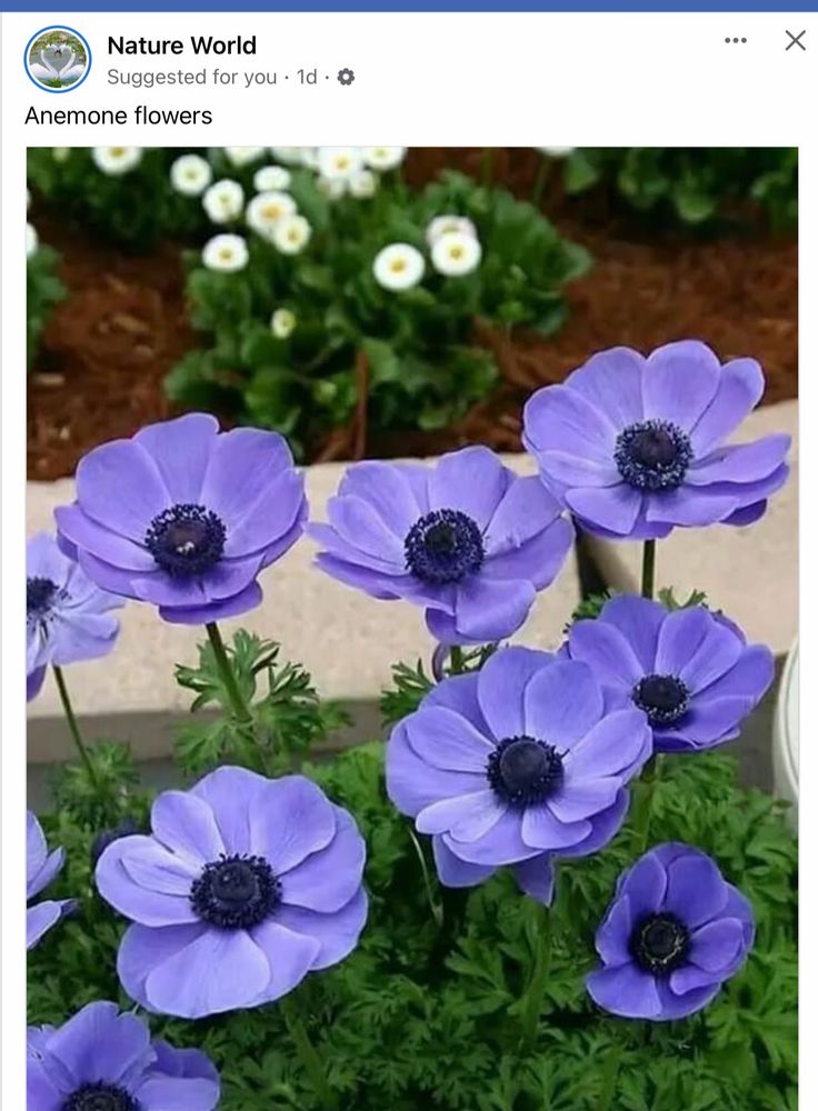 some purple flowers are growing in a pot