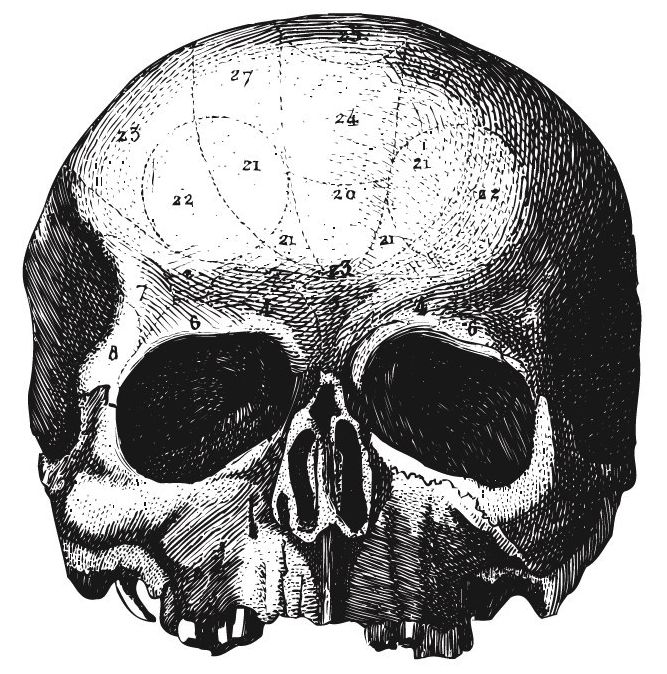 a black and white drawing of a skull