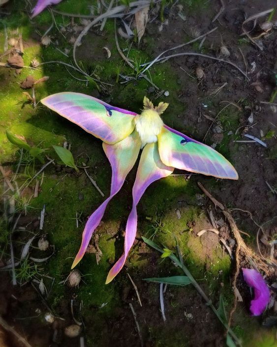 a pink and green flower laying on top of the ground next to some purple flowers