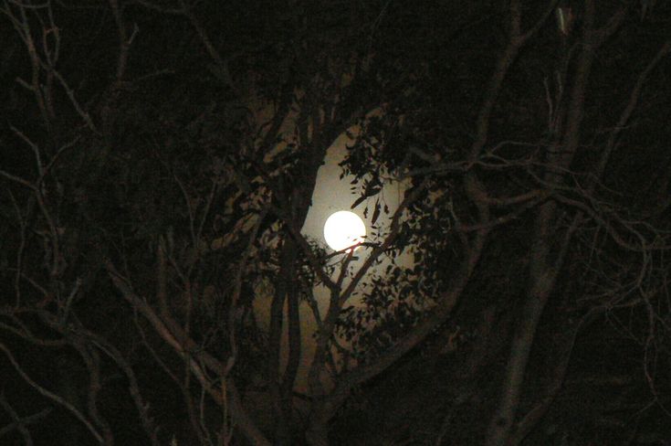 the moon is seen through some trees at night