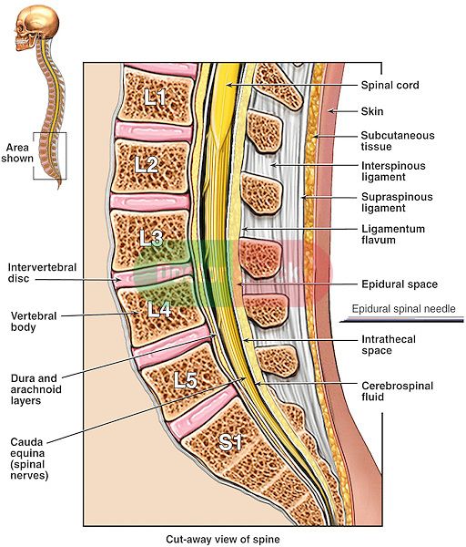 the anatomy of the human neck and shoulder