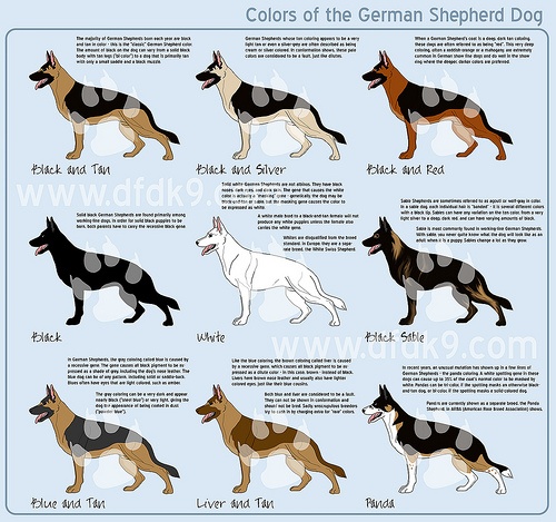 the german shepherd dog is shown in different colors