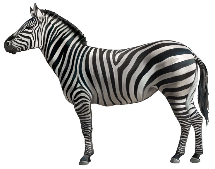 a zebra is standing in front of a white background