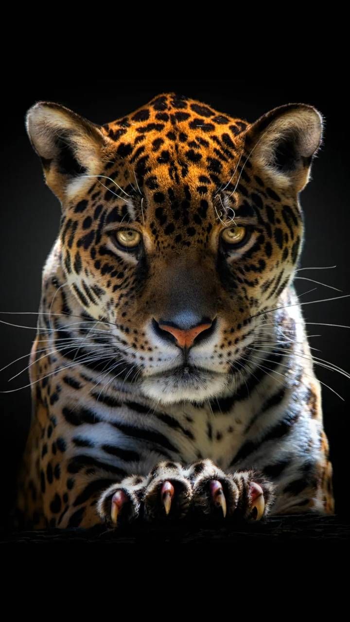 a close up of a leopard on a black background