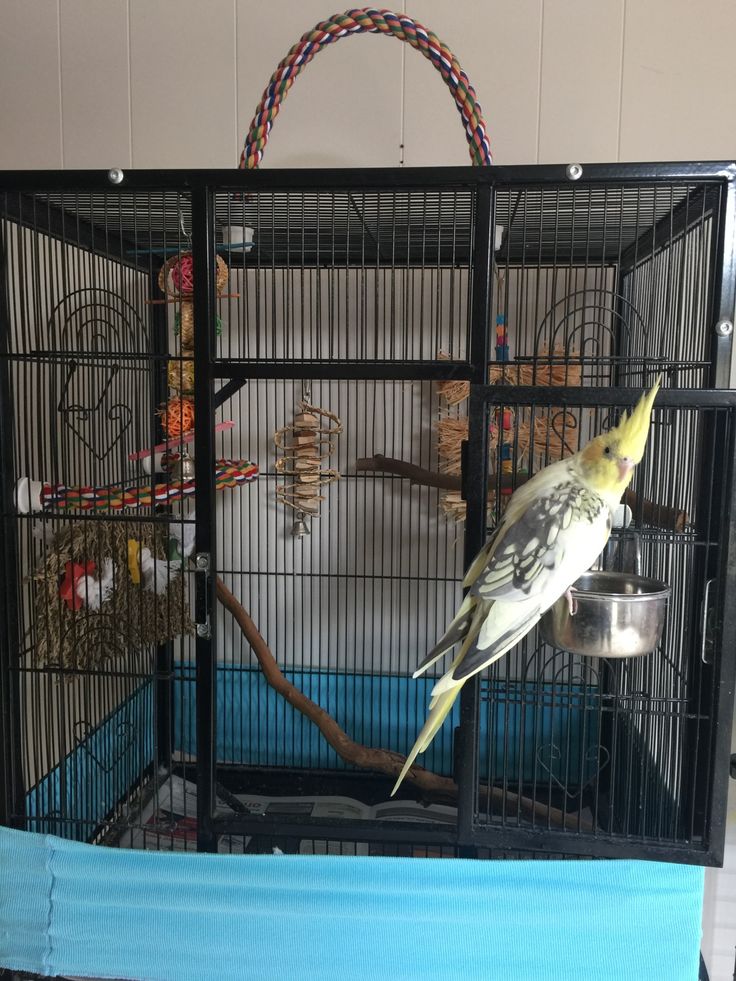 a parakeet sitting on top of a bird cage