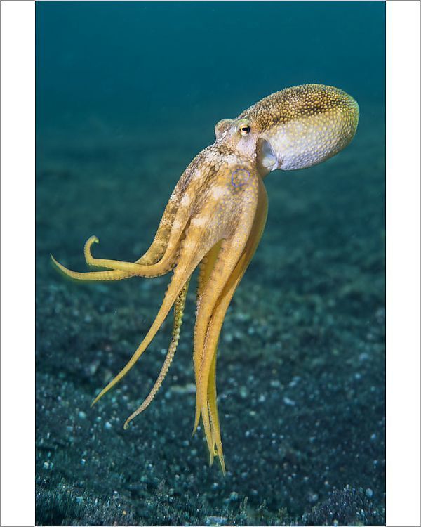 an octopus swimming in the ocean with it's head sticking out from its tentacles