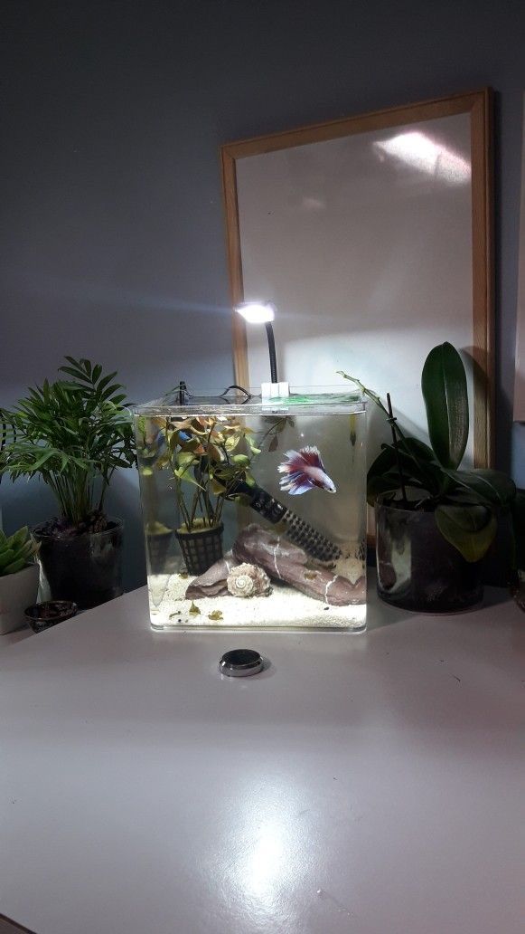 a fish tank with plants in it sitting on a table next to a mirror and potted plants