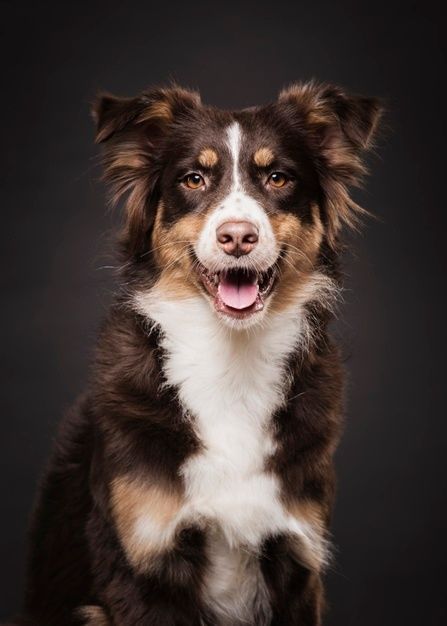 a brown and white dog sitting on top of a black floor