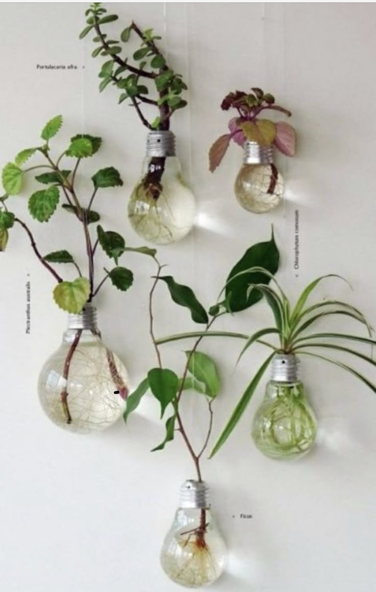 several light bulbs with plants growing out of them hanging from the wall, and attached to wires