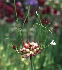 a close up of a flower with many flowers in the background and grass growing behind it