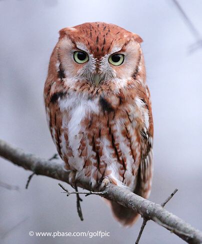 an owl sitting on top of a tree branch looking at the camera with green eyes