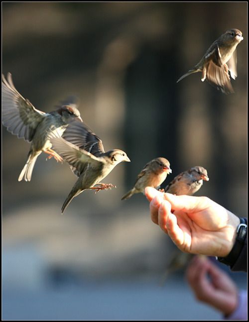 a person holding out their hand to birds flying in the air