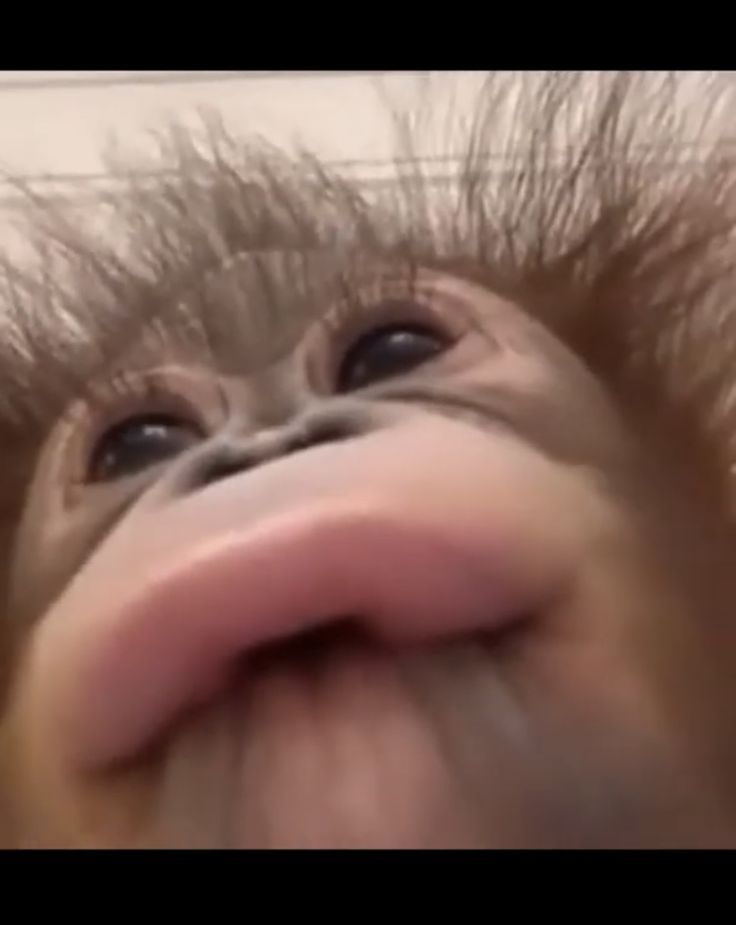 the monkey is sticking its tongue out