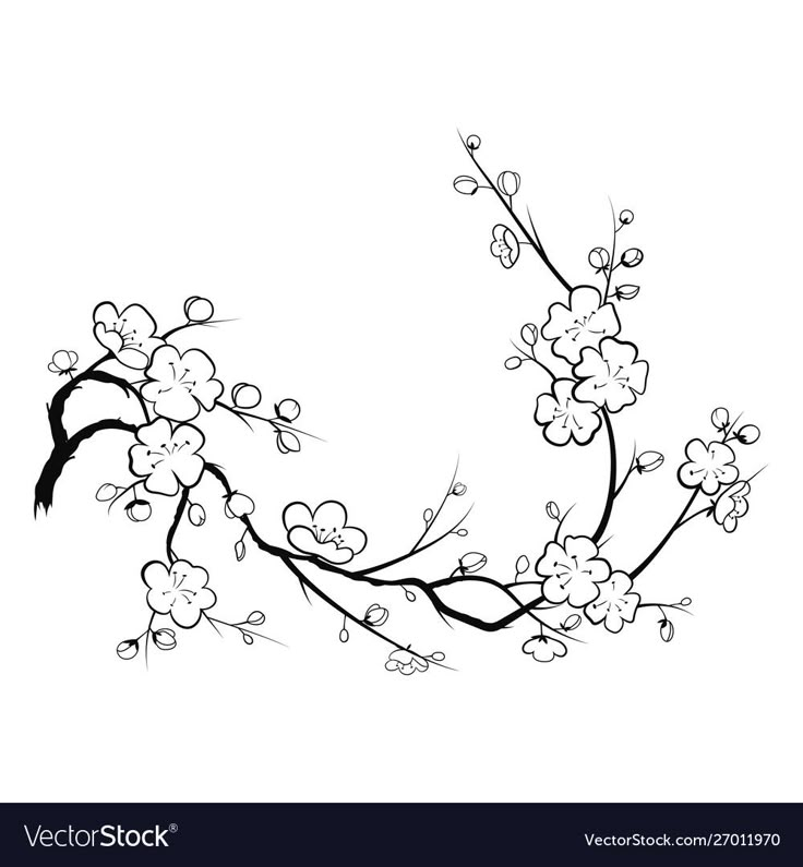 an ink drawing of a branch with white flowers