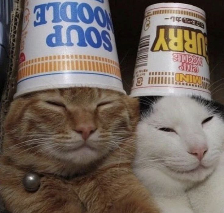 two cats wearing party hats on their heads