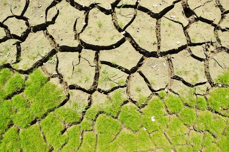 the ground is covered in grass and dirt, with small patches of green moss growing on it