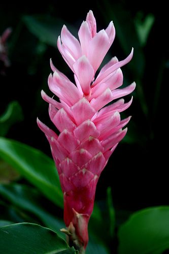 a pink flower is blooming in the middle of some green leaves on a dark background