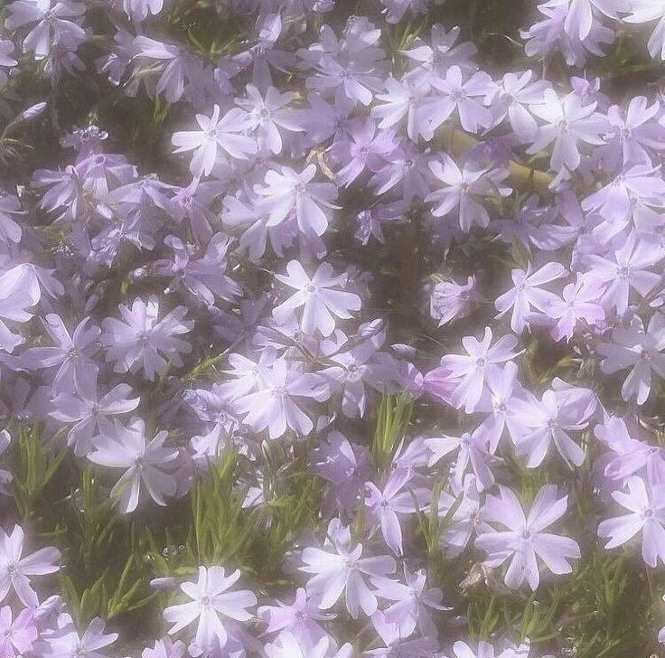 purple flowers are blooming in the garden