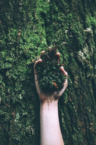 a hand holding a plant in front of a mossy tree with the words entwined above it