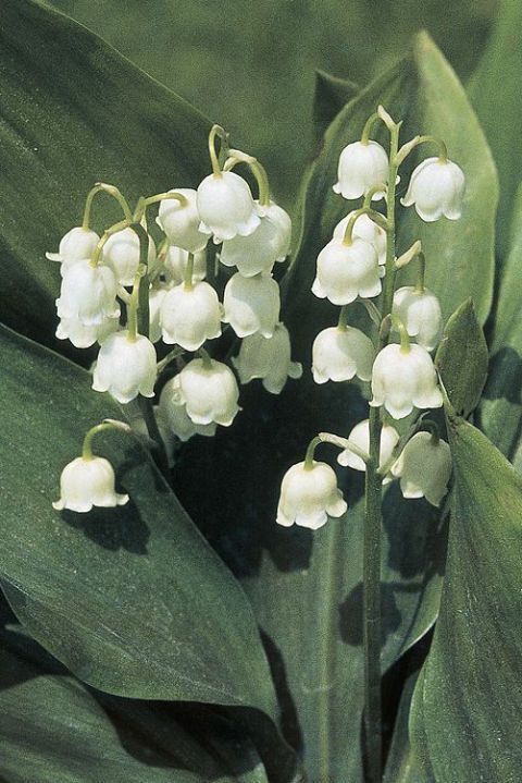 some white flowers are blooming on a green plant