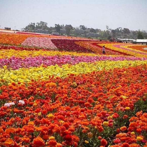 a field full of colorful flowers with people in the distance