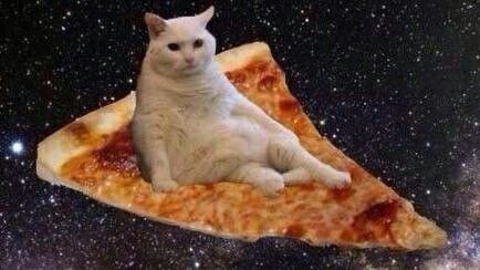 a cat sitting on top of a slice of pizza with the caption window in the sun