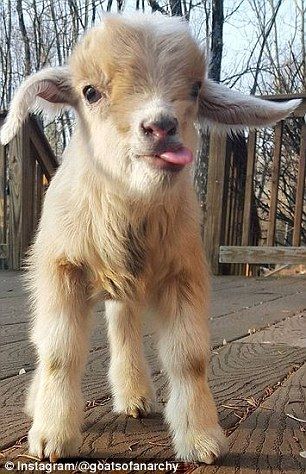 a baby goat standing on top of a wooden floor in front of a screen shot