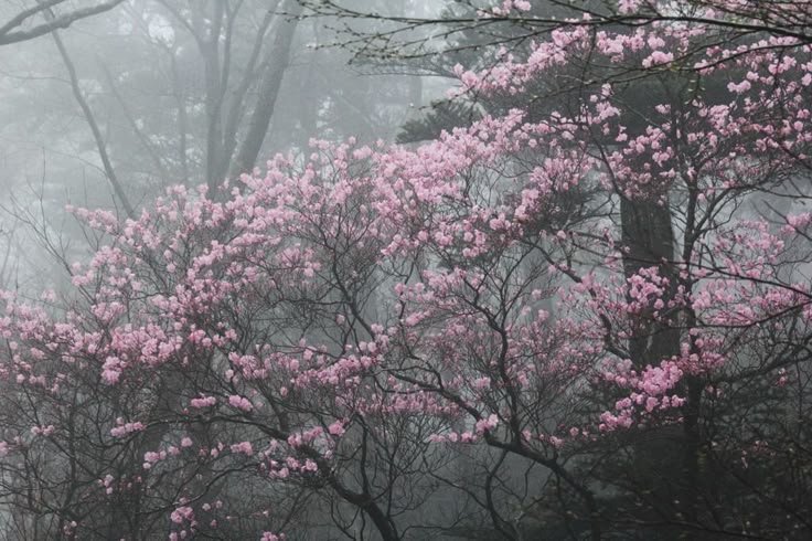 pink flowers are blooming in the foggy woods