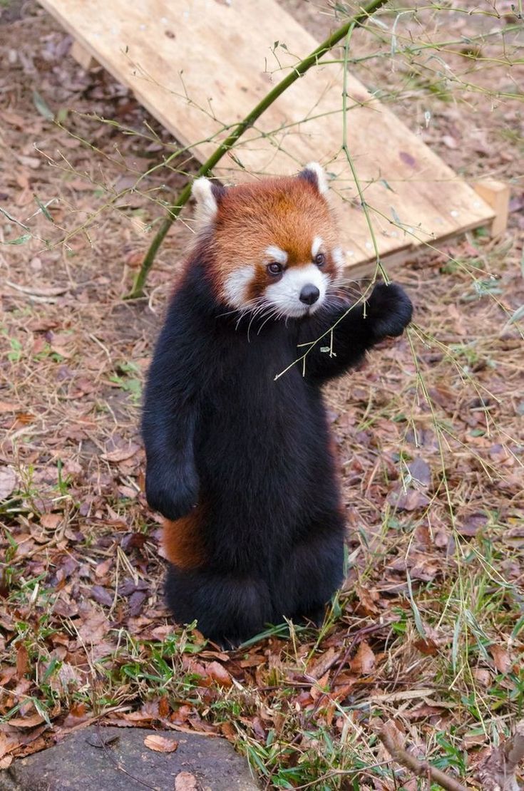 a red panda bear standing on its hind legs