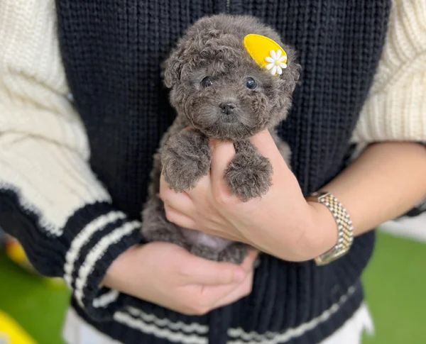 a person holding a small teddy bear in their hands and wearing a yellow flower on it's head