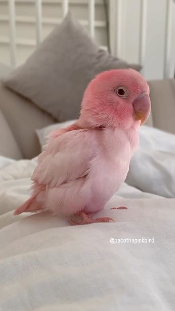 a pink bird sitting on top of a bed