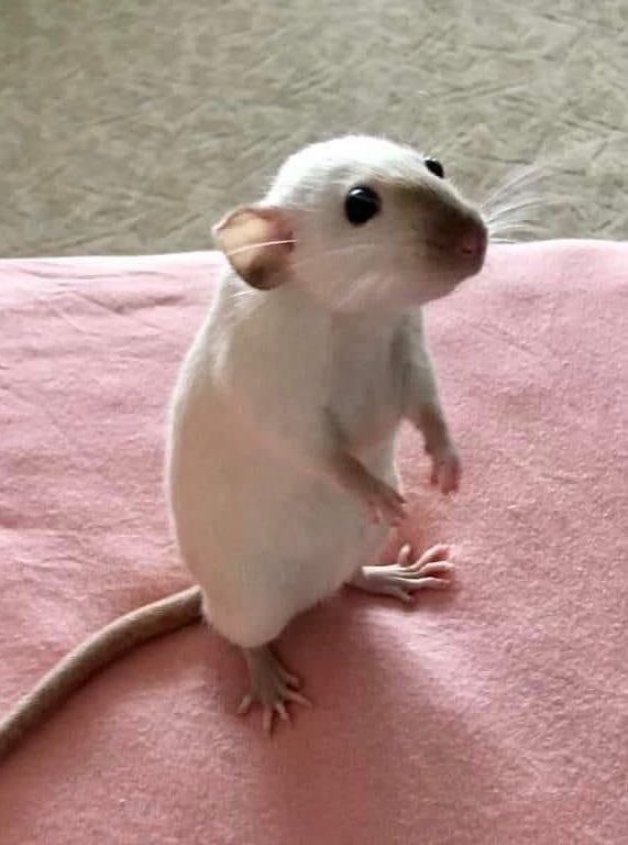 a white rat sitting on top of a pink blanket