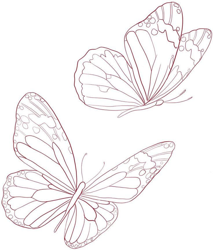 two butterflies flying side by side