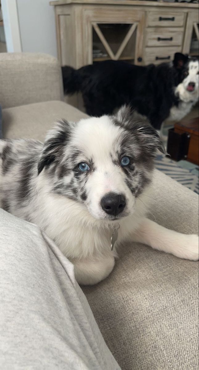 two black and white dogs sitting on top of a couch