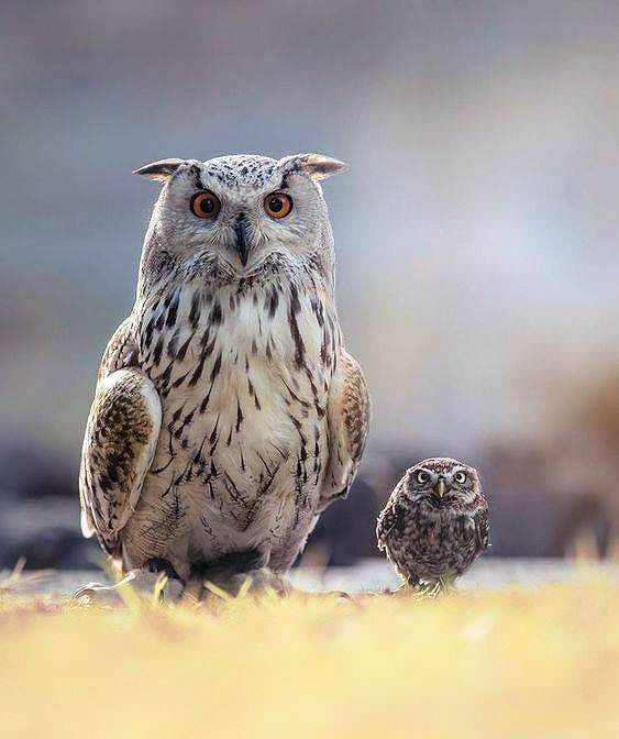 an owl and its baby standing on the ground in front of each other with their eyes wide open