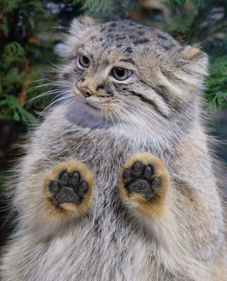 a cat standing on its hind legs with it's paws up