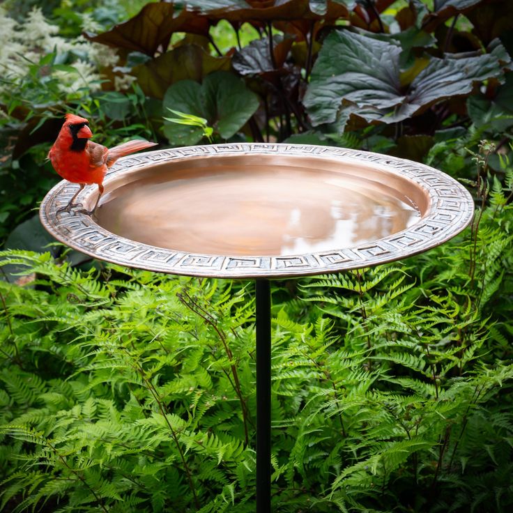 a red bird sitting on top of a metal plate in the middle of some plants