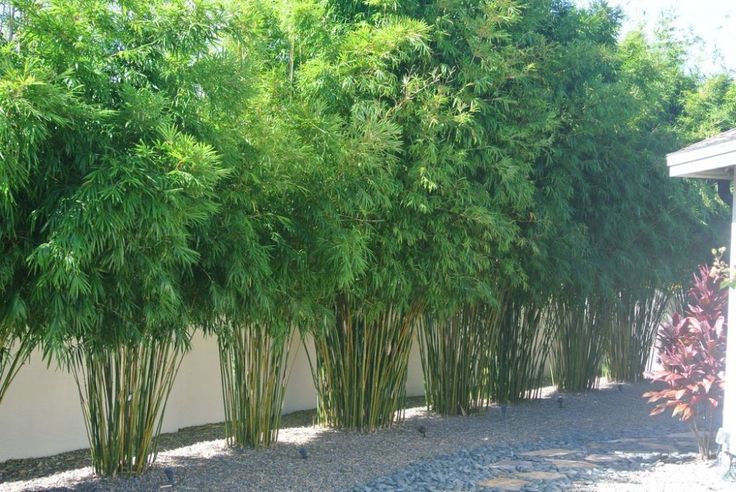 a row of bamboo trees next to a white wall and gravel area in front of it