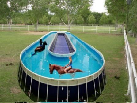 a horse swimming pool with horses in it